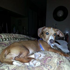 Meet your Posher, Joyce